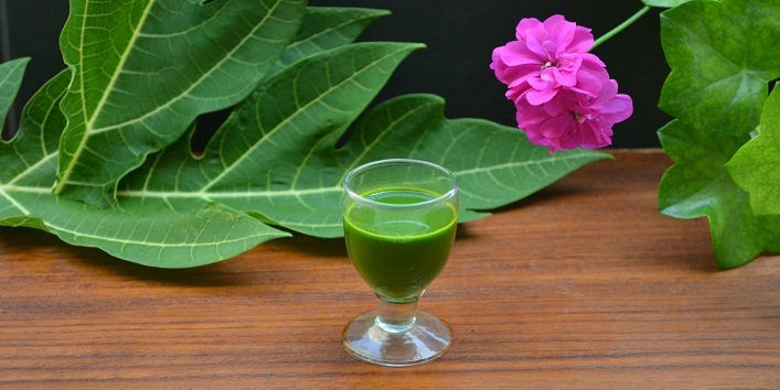 Papaya Leaves to Increase Platelet In Dengue Fever