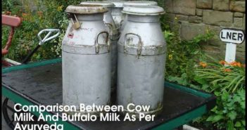 Comparison Between Cow Milk And Buffalo Milk As Per Ayurveda Comparison Between Cow Milk And Buffalo Milk As Per Ayurveda