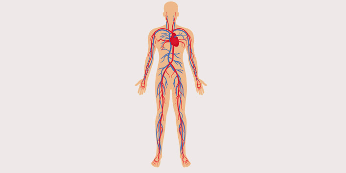 Hydrates-the-lymph-system