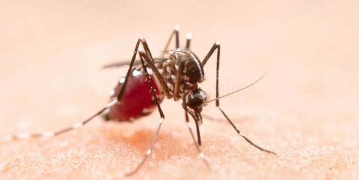 7 Effective Home Remedies To Treat Malaria