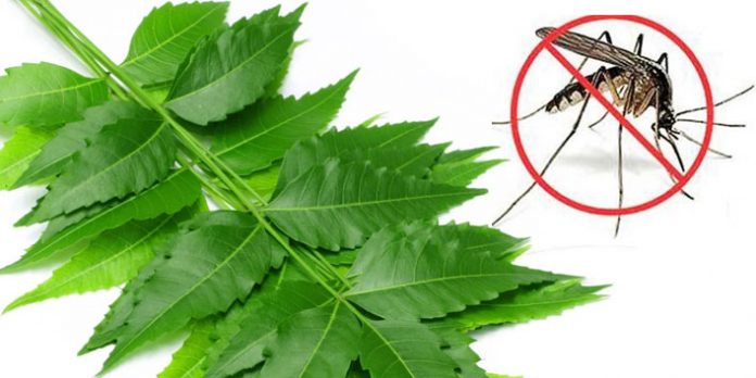 Neem-Leaves-To-Treat-Dengue-Fever