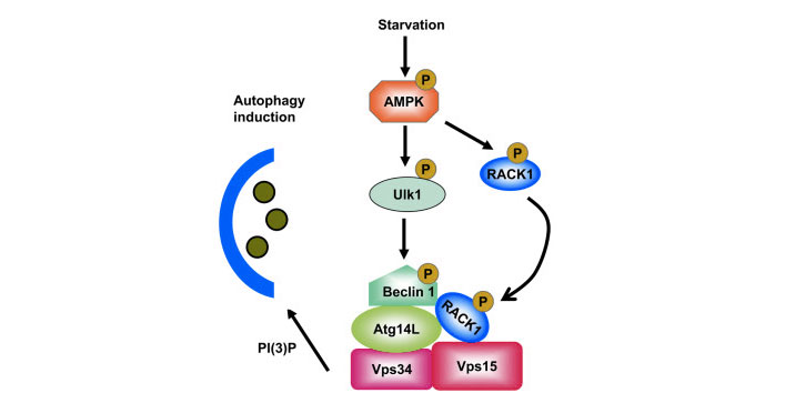 Promotes-the-Autophagy